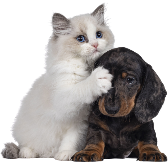 Ragdoll kitten and Dachshund pup on transparent